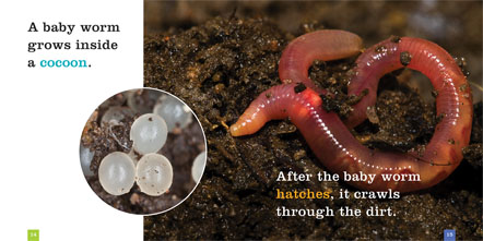 seedlings_worms_spread